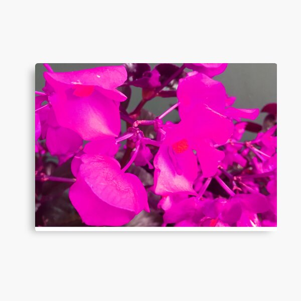 Fuchsia Color Wall Art for Sale | Redbubble