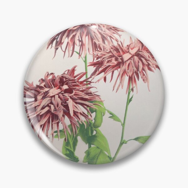 Item preview, Retro Japanese Flower Three Pink Chrysanthemums (1896) by Ogawa Kazumasa designed and sold by Designedbysm.