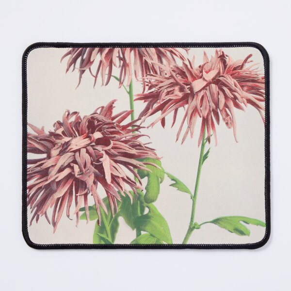 Item preview, Retro Japanese Flower Three Pink Chrysanthemums (1896) by Ogawa Kazumasa designed and sold by Designedbysm.
