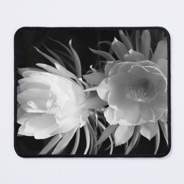 Item preview, Cactus in blossom in black and white designed and sold by Zina Stromberg.
