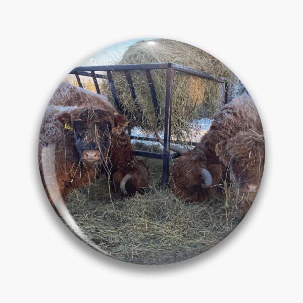 Artikelvorschau, Scottish Highland Cattle Cows and Calves in snow 2699 entworfen und verkauft von SaarelaHighland.