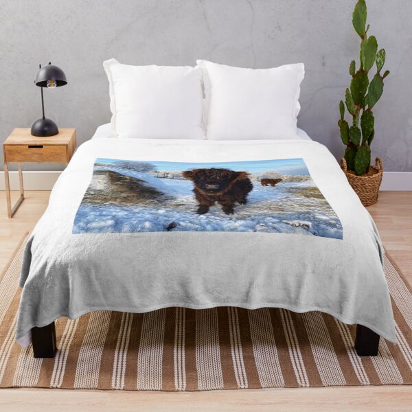 Item preview, Scottish Highland Cattle Calf in snow 2702 designed and sold by SaarelaHighland.