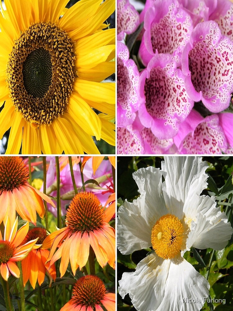 FLOWER BLOSSOMS, SUNFLOWER, FOXGLOVER,CONEFLOWER, POPPY by nicolafurlong