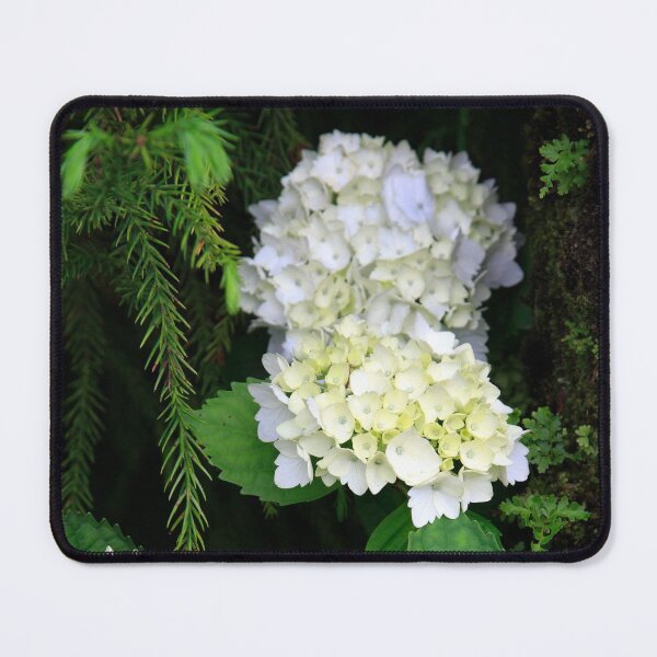 Item preview, Hydrangea blooming designed and sold by Gaspar Avila.