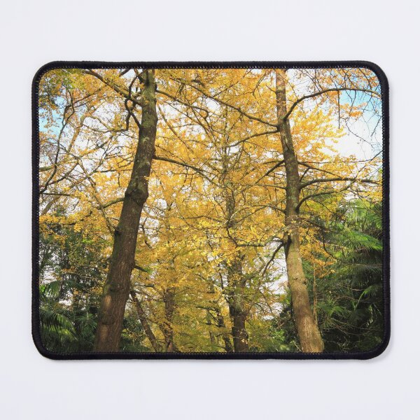 Item preview, Ginkgo biloba trees designed and sold by Gaspar Avila.