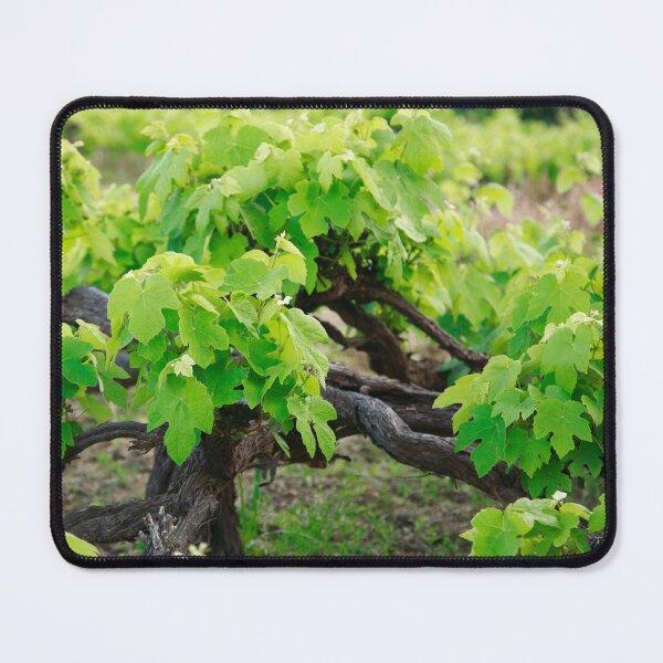 Item preview, Grape vines designed and sold by Gaspar Avila.