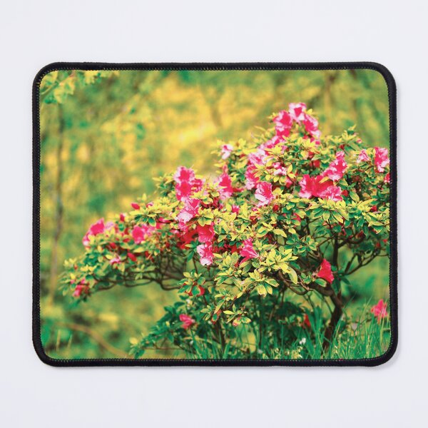 Item preview, Azalea blooming designed and sold by Gaspar Avila.