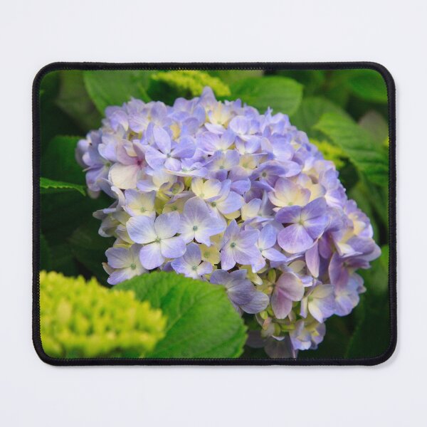 Item preview, Hydrangea blooming designed and sold by Gaspar Avila.
