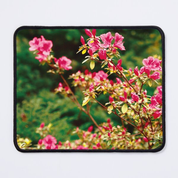Item preview, Azaleas blooming designed and sold by Gaspar Avila.