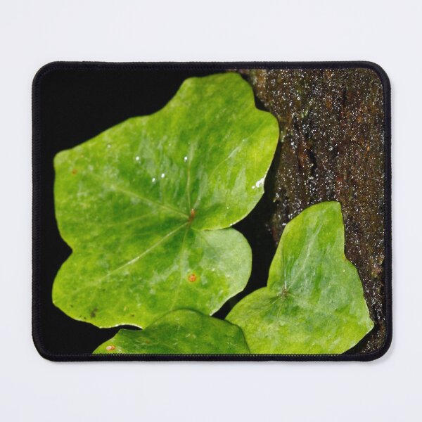 Item preview, Hedera designed and sold by Gaspar Avila.
