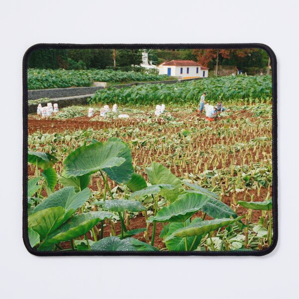 Item preview, Taro field designed and sold by Gaspar Avila.