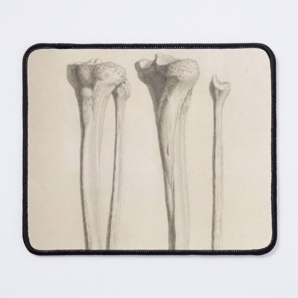 Item preview, Anatomical Bones designed and sold by BlueSpecsStudio.