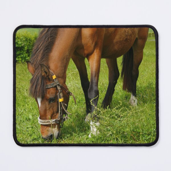 Item preview, Horse grazing designed and sold by Gaspar Avila.