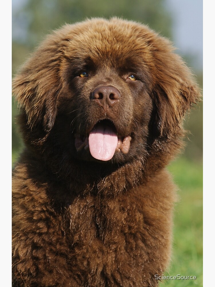 Brown Full Size Newfoundland Dog Newfoundland Mountain Dog Bernese