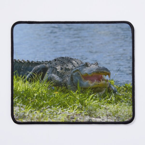 Item preview, Florida alligator on the grass at the lake designed and sold by Zina Stromberg.