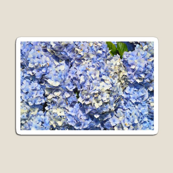 Blue Hydrangeas 1 Magnet