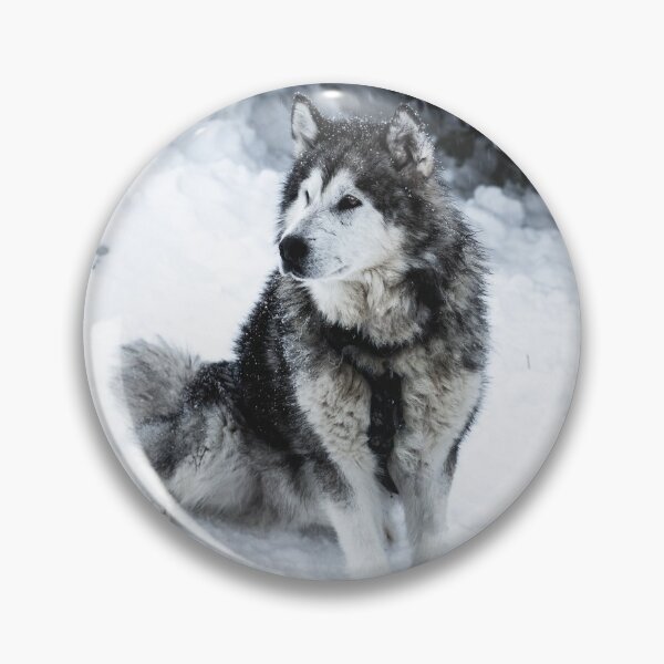 Item preview, Malamute Dog Waiting on a Snow Field  designed and sold by Danny Wanders.