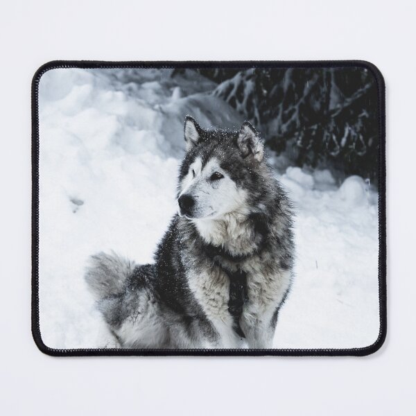 Item preview, Malamute Dog Waiting on a Snow Field designed and sold by Danny Wanders.