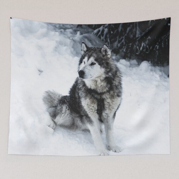 Item preview, Malamute Dog Waiting on a Snow Field  designed and sold by Danny Wanders.