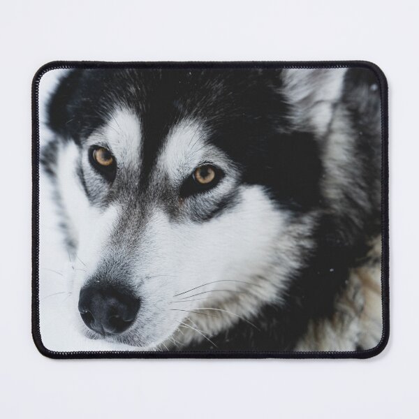 Item preview, Malamute Dog On a Snow Field designed and sold by Danny Wanders.