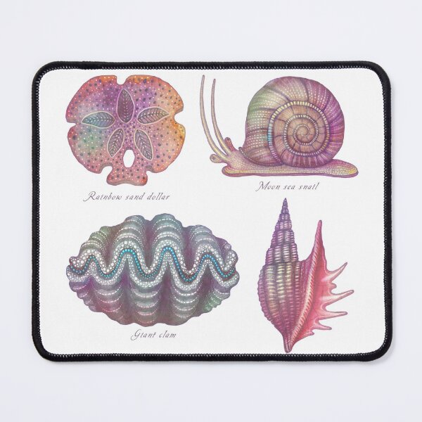 Item preview, Sea life specimens - Molluscs Urchins designed and sold by Cabinet Of Curiosities by Vlad.