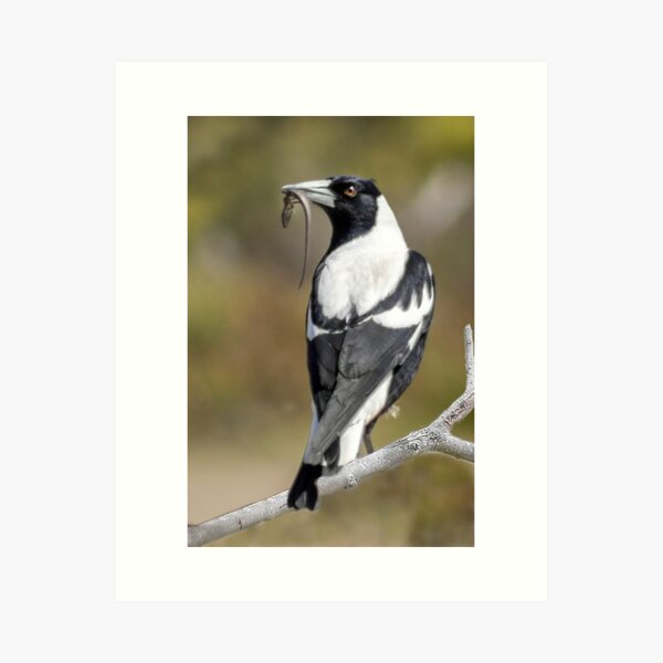 Magpie Lunch Art Print