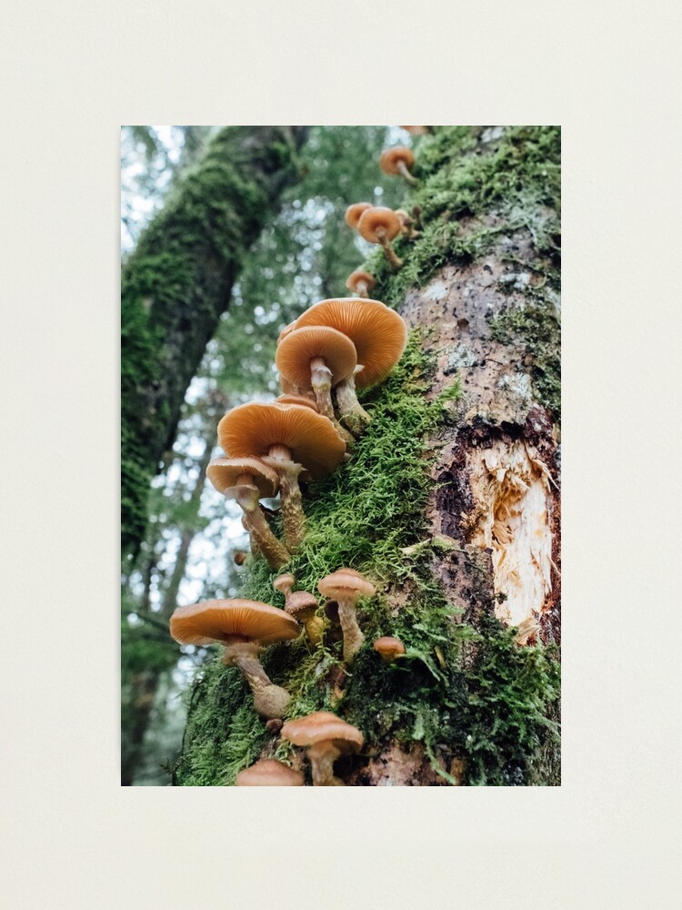 Lámina fotográfica «Hongos en la naturaleza, bosque de hongos, hongos que  crecen en árboles, hongos mágicos» de Kreativelot | Redbubble