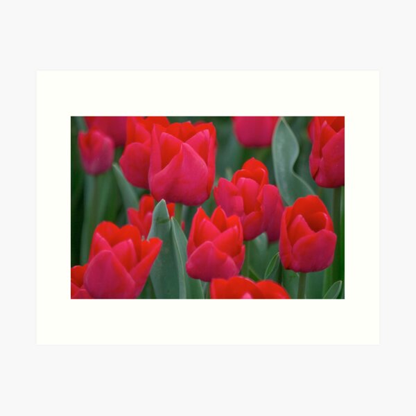 Tulips Art Print