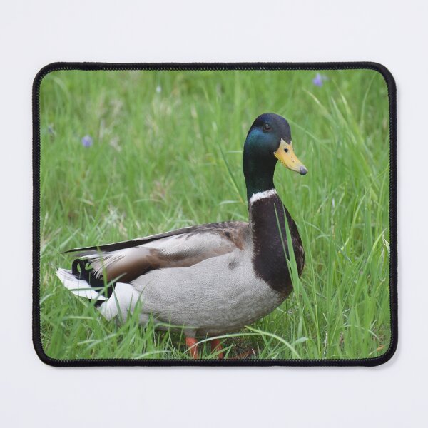 Item preview, Mallard Duck in the Grass designed and sold by Kathleen Brant.