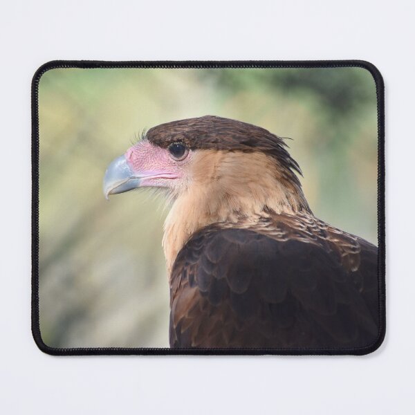 Item preview, Crested Caracara in Profile designed and sold by Kathleen Brant.