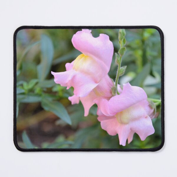 Item preview, Pink Snapdragons designed and sold by Kathleen Brant.