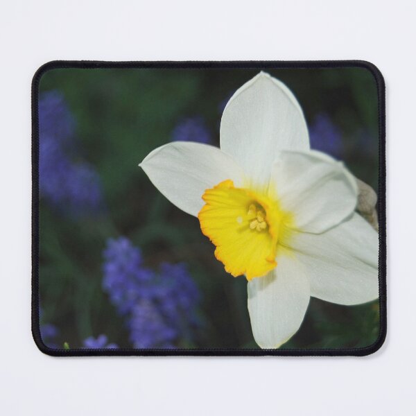Item preview, Small Daffodil with Grape Hyacinths designed and sold by Kathleen Brant.
