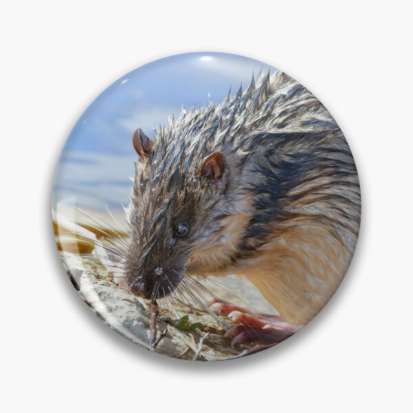 Item preview, Rakali - Australian water rat.  designed and sold by DaveBassett.