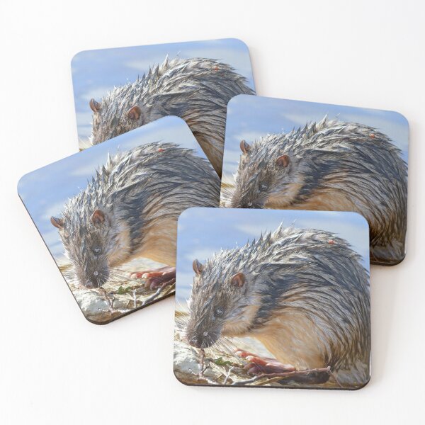 Item preview, Rakali - Australian water rat.  designed and sold by DaveBassett.