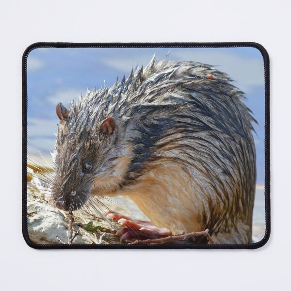Item preview, Rakali - Australian water rat.  designed and sold by DaveBassett.