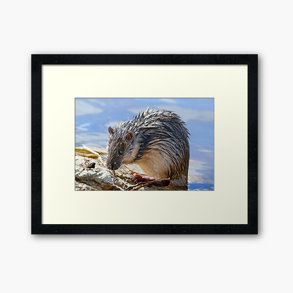 Item preview, Rakali - Australian water rat.  designed and sold by DaveBassett.