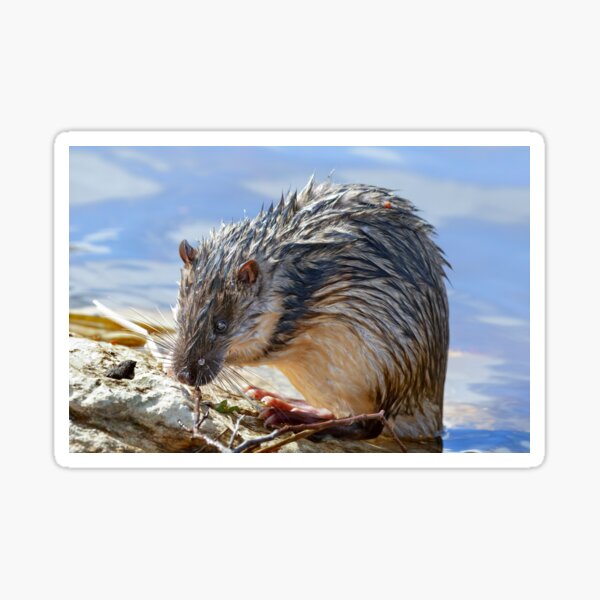 Item preview, Rakali - Australian water rat.  designed and sold by DaveBassett.