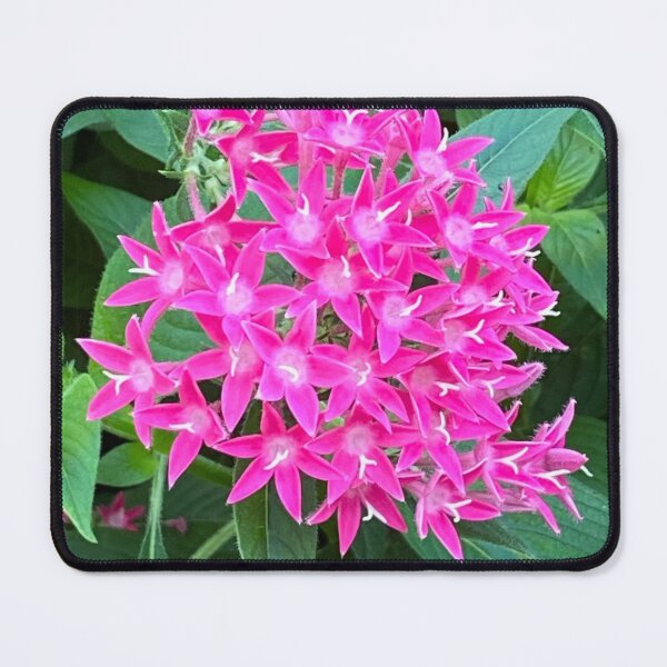 Item preview, pink pentas designed and sold by floresenlaarena.
