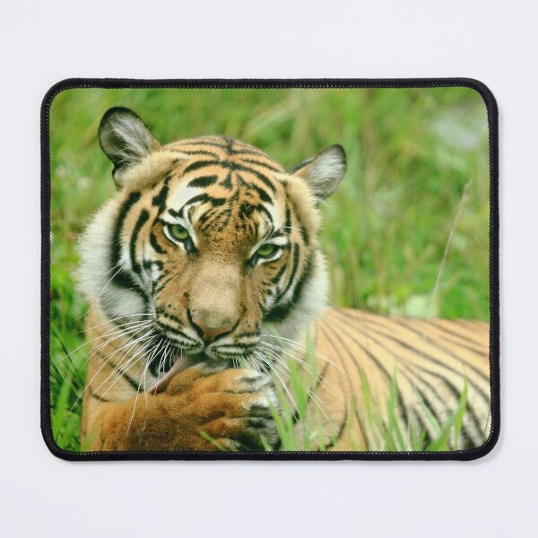 Item preview, Seductive Tigress designed and sold by TVD-Photography.