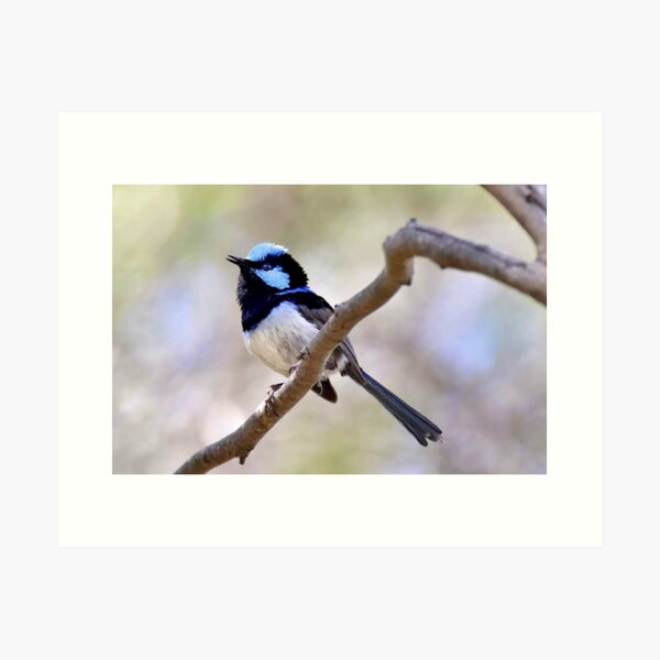 Blue Wren Art Print