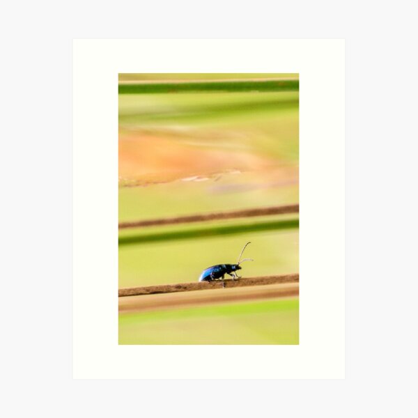 Blue Beetle Art Print