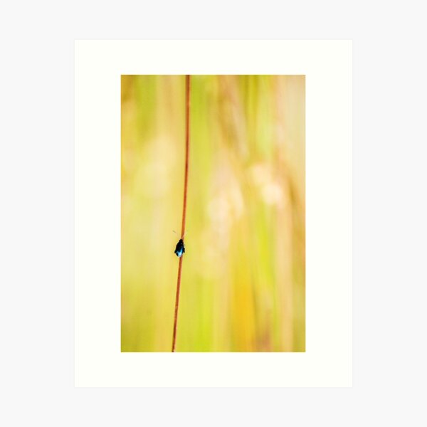 Blue Art Print