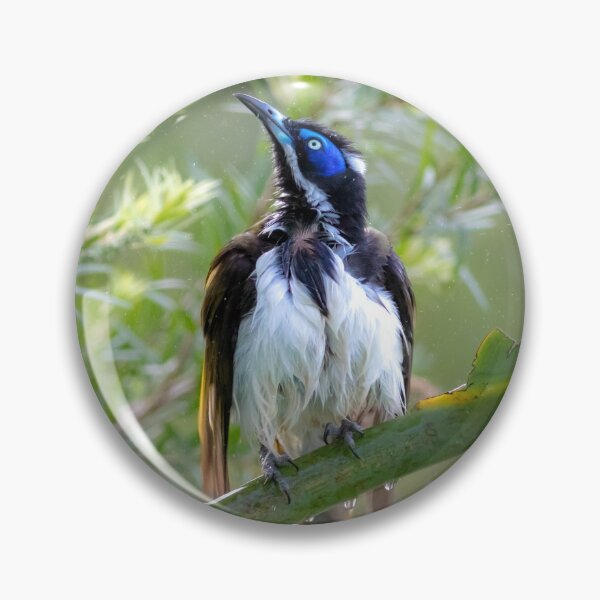 Item preview, Blue-faced honeyeater (Entomyzon cyanotis) - bath time in the sun designed and sold by Trent Townsend.