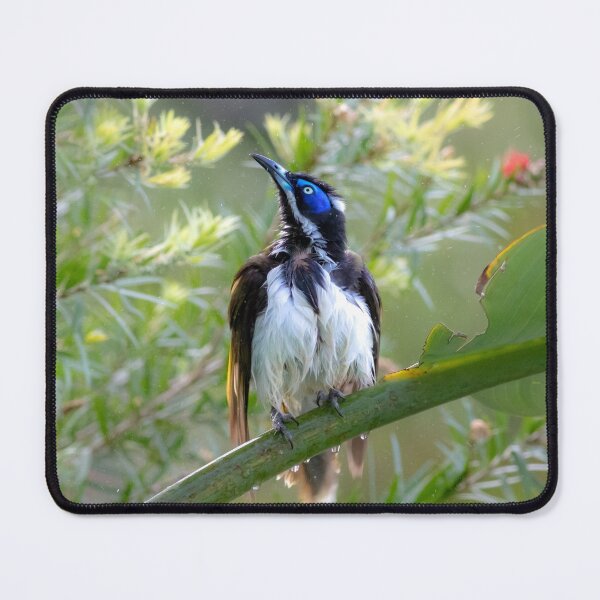 Item preview, Blue-faced honeyeater (Entomyzon cyanotis) - bath time in the sun designed and sold by Trent Townsend.
