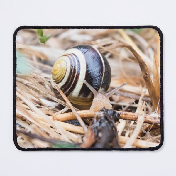 Item preview, Grove Snail #05 designed and sold by A-Snail-Life.