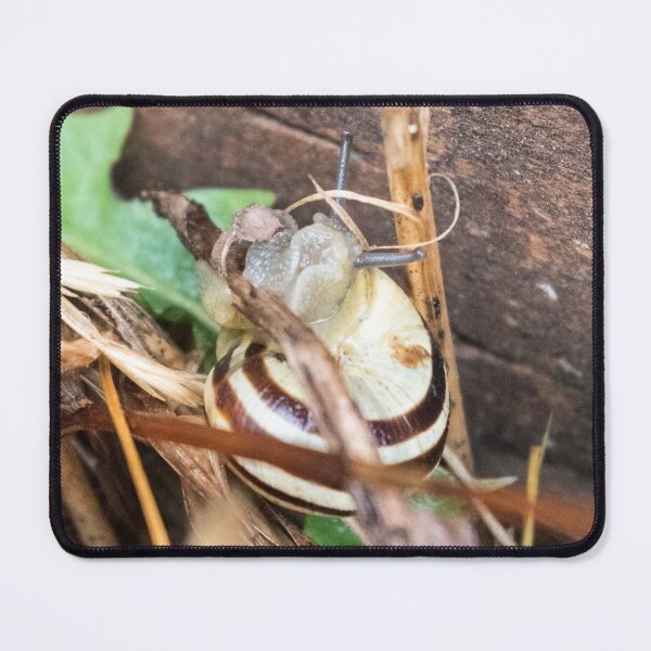 Item preview, Grove Snail #07 designed and sold by A-Snail-Life.