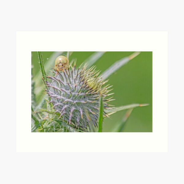 Golden Beetle Art Print