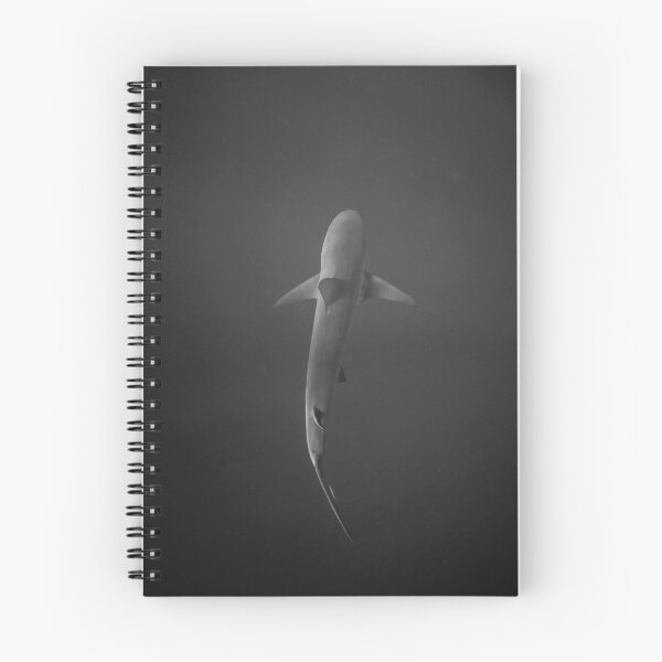 Aperçu de l'œuvre Requin créée et vendue par Akos Akos.