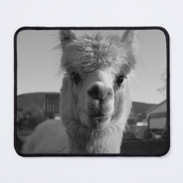 Item preview, Alpaca Black & White Lama Peru Alpaka Sweet / ALPACA LOVE Collection designed and sold by GionaSophia.