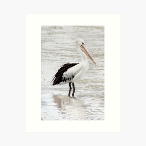 Pelican Art Print